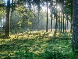 IMGP8430_HDR_Morgenstemning_i_granskov
